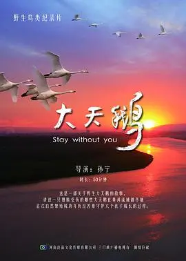 《大天鹅》:芭蕾舞团背后的黑暗秘密与人性挣扎,一场悬疑与艺术人生的华丽悲剧